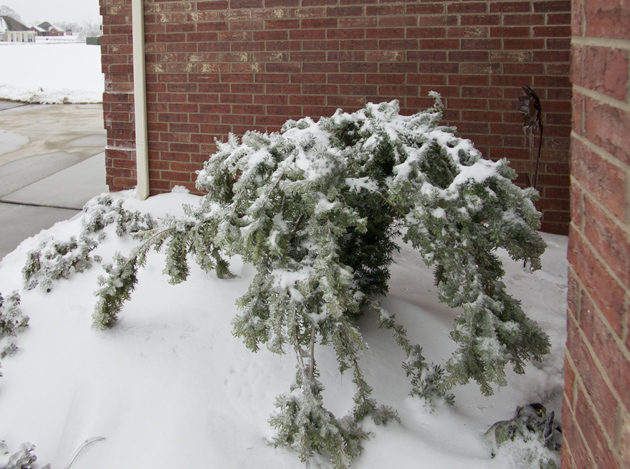 Peter Free's DxO Viewpoint review photo showing Horizontal to Vertical Ratio correction of brick wall.